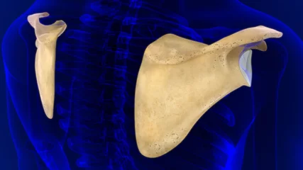 Outdoor-Kissen Human skeleton anatomy Scapula Bone 3D Rendering © mybox