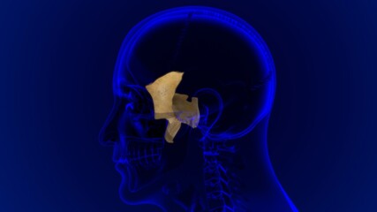 Human Skeleton Skull Sphenoid Bone Anatomy For Medical Concept