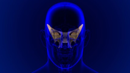 Human Skeleton Skull Sphenoid Bone Anatomy For Medical Concept