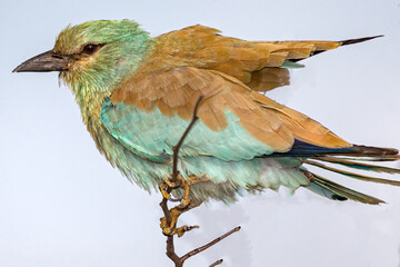 European Roller