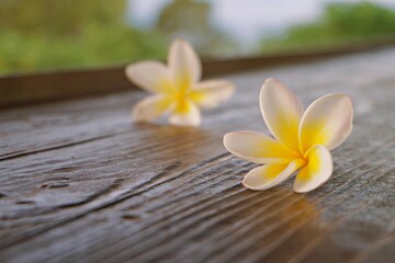 Fototapeta na wymiar Frangipani flower on the wooden table with soft sunlight, relaxation and peaceful concept