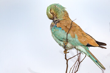 European Roller