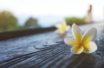 Frangipani flower on the wooden table with soft sunlight, relaxation and peaceful concept