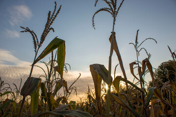 corn at sunset