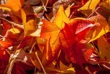 detail of dry orange maple leaves with water dew drops