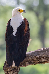Fish Eagle