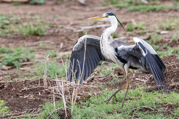 Grey Heron