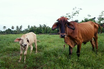 Fototapeta premium Two cows baby and mother grazing on a meadow, One young standing brown cow and a white cow together in a grass landscape.