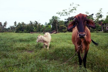 Obraz premium Two cows baby and mother grazing on a meadow, One young standing brown cow and a white cow together in a grass landscape.