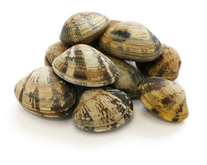 asari clams, It’s a kind of clam that’s popular in Japan.