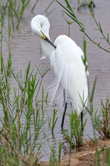 Fototapeta premium Great Egret