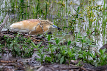 Squacco Heron