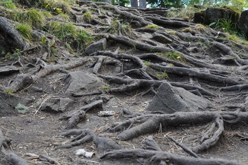 dead tree in the forest