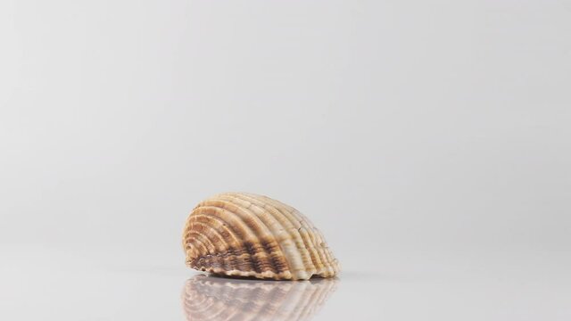 one cockle shell on a white background spinning close up
