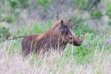Naklejka na ściany i meble warthog in the grass