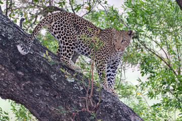 Leopard in Tree