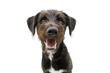 Happy dog puppy smiling or grinning. Isolated on white background.