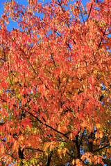 Bunte Blaetter an den Kirschbaeumen ( Prunus_avium) in Wiesenthal, thueringen, Deutschland, Europa