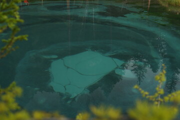 green forest in the morning