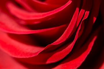 Macro red rose petals. Selective focus