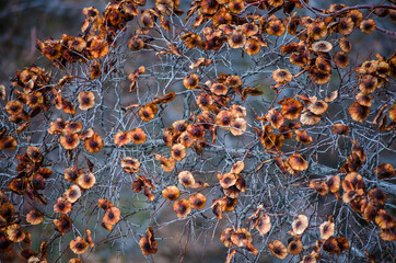 Dry autumn leaves on tree branches. Close-up. Selective focus, copy space. Assenny botanical background. Fall backdrop.
