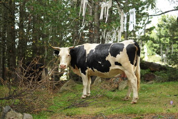 cow in a field
