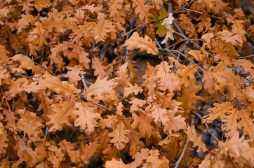 Dry autumn leaves on tree branches. Close-up. Selective focus, copy space. Assenny botanical background. Fall backdrop.
