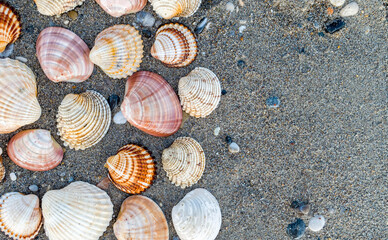 collection of sea shells on dark wet sand beach top view  closeup, space for text
