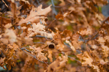 Dry autumn leaves on tree branches. Close-up. Selective focus, copy space. Assenny botanical background. Fall backdrop.

