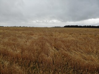 field of wheat