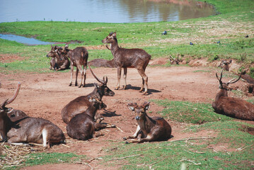 Group of deer resting on the dirt and grass ground