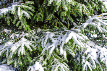 Green spruce branches covered with snow. Close-up. Snow-covered coniferous forest. Selective focus, copy space. Winter botanical background. Merry christmas and happy new year concept.