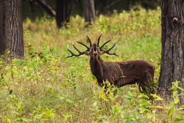 Red deer stag roaring during rutting season in autumn.