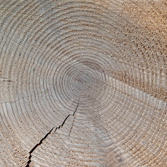 Naklejka premium tree trunk cut top view closeup, natural pattern background