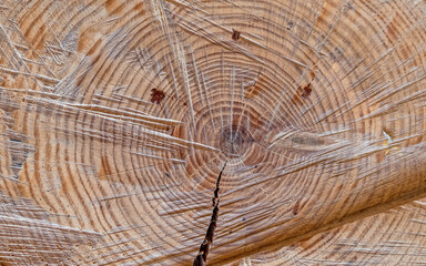 tree trunk cut top view closeup, natural pattern background