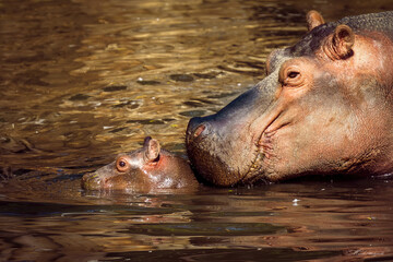 Hipopotam - obrazy, fototapety, plakaty