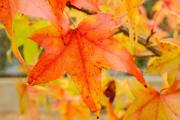 red maple leaves on the branch