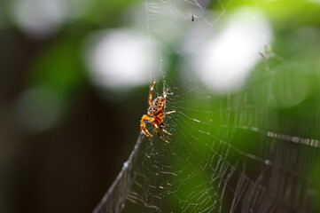 araignée sur sa toile