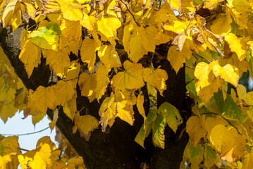 tree with yellow autumn leaves 