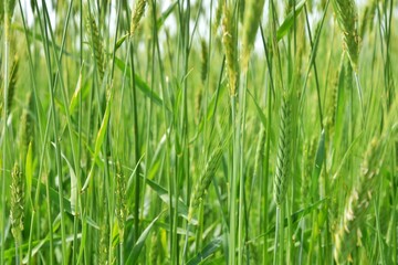 Fototapeta na wymiar Green wheat field, soft focus. Young spike in the field. Green wheat ears. 
