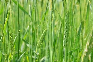 Green wheat field, soft focus. Young spike in the field. Green wheat ears. 