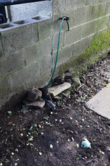 Showing the out-put hose. DIY efforts to re arranged rain water collection from the pig sty's roof...