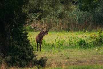 Red deer stag roaring during rutting season in autumn.