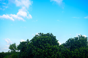 Beautiful landscape of sky and tree top