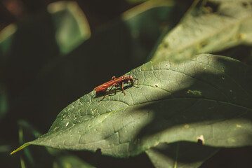 Close up of wasp on a green leaf