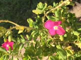 pink flowers in the garden