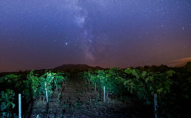 night view of vineyards and grapes at high altitude, with the stars and the Milky Way in the background behind the mountains