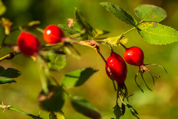 Cranberries, rose hips, autumn fruits waiting for harvest