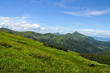 Obraz premium Beautiful scenery of Chornohora ridge. Hills and valley of summer mountain landscape in Carpathians, Ukraine