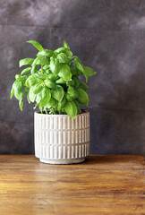 A basil plant in a white ceramic vase on an oak table top with a dark background